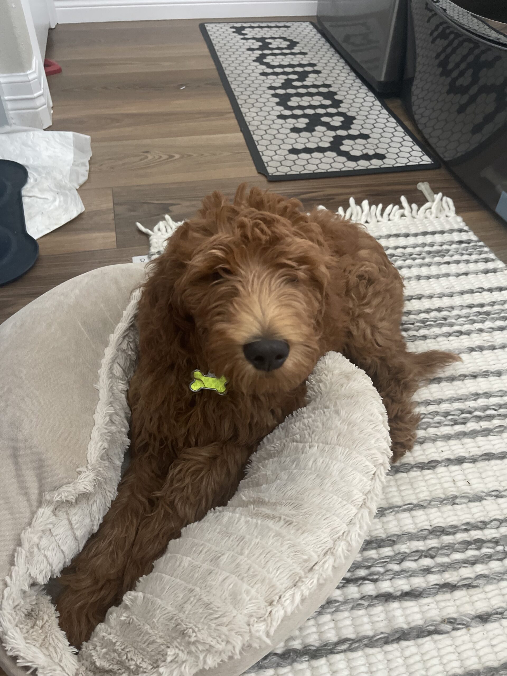 Toby